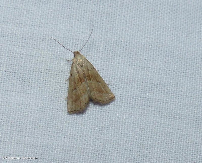 Broken-line hypenodes moth  (Hypenodes palustris), #8422
