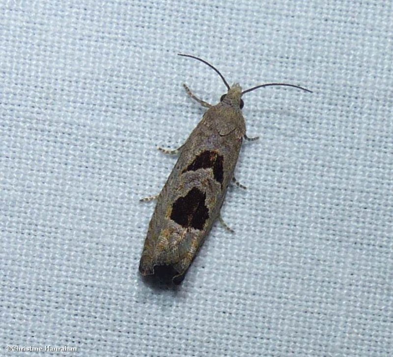 Aster-head eucosma moth (Eucosma tomonana), #2936