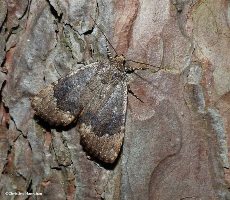Copper underwing moth  (Amphipyra pyramidoides), #9638