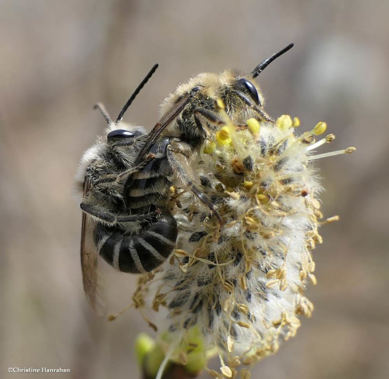 Cellophone Bees (Colletes inequalis)