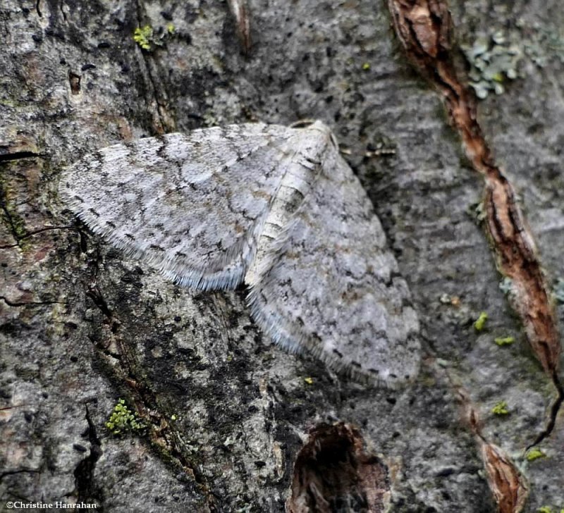 Brown-shaded carpet moth  (Venusia comptaria), #7428