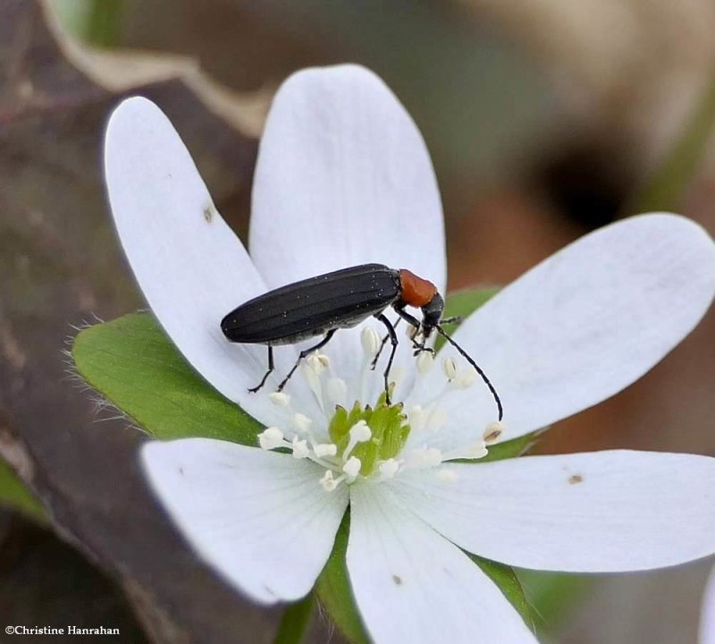 Red-necked false blister beetle (Asclera ruficollis)