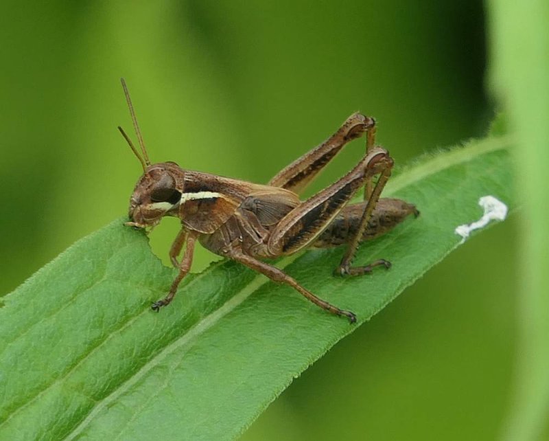 Spur-throated grasshopper (Melanoplus sp.)