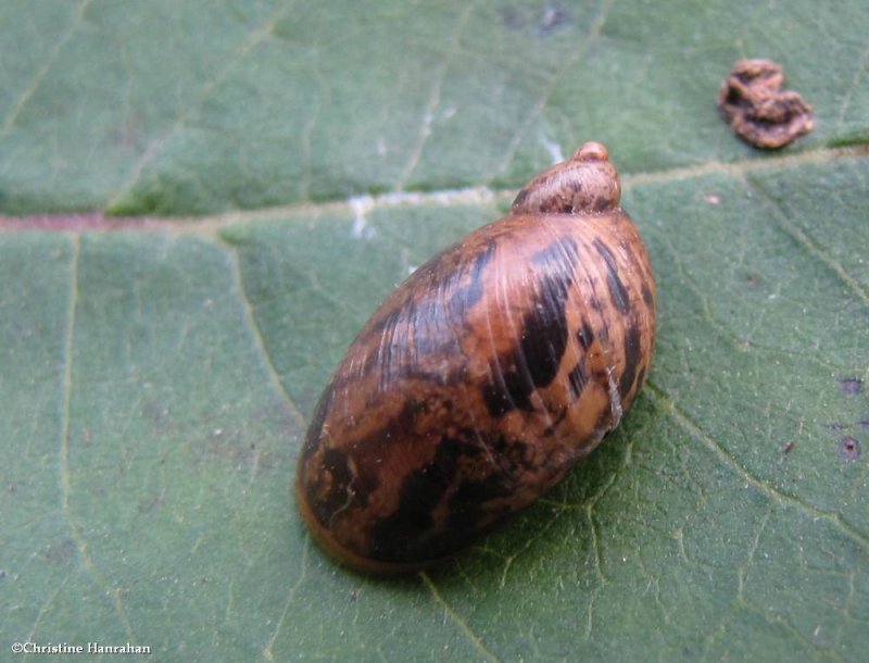 Amber snail (Succineidae)
