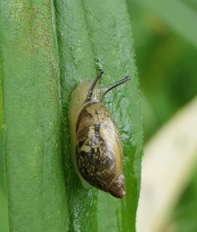 Amber snail (Succinea)