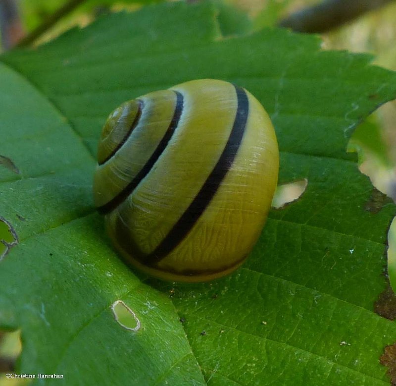 Grove Snail (Cepaea nemoralis)