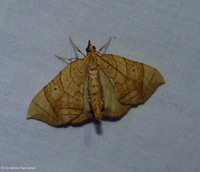 Grapevine looper moth (Eulithis)