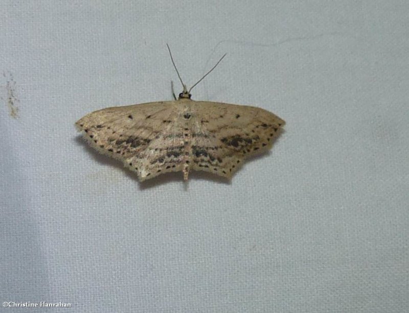 Frosted tan wave moth  (Scopula cacuminaria),   #7157