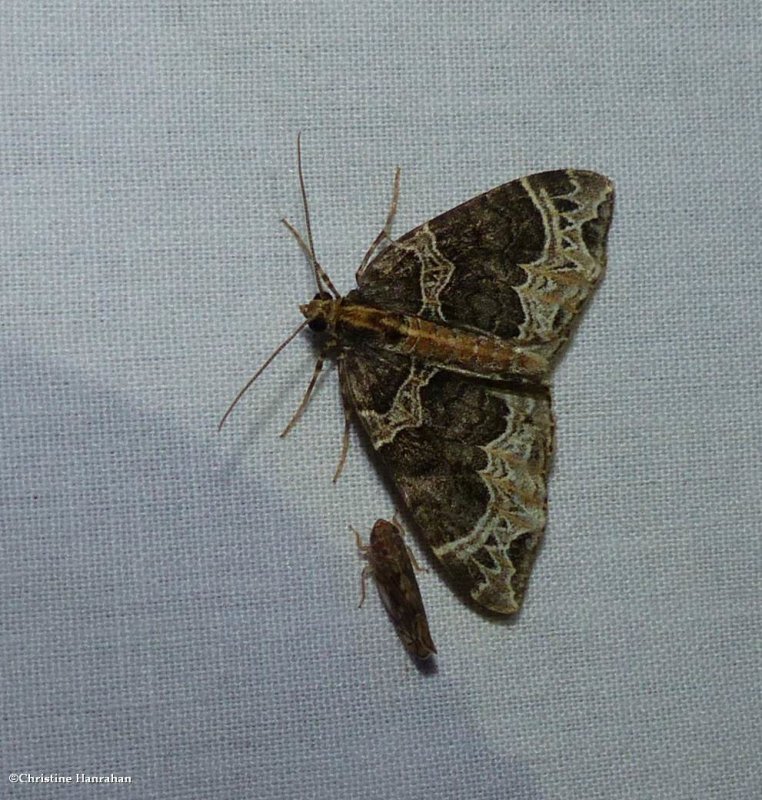 Small phoenix moth  (<em>Ecliptopera silaceata</em>),  #7213