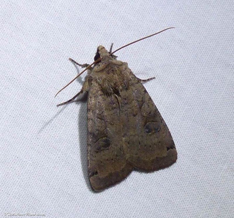 Smith's dart moth  (Xestia smithii), #10944