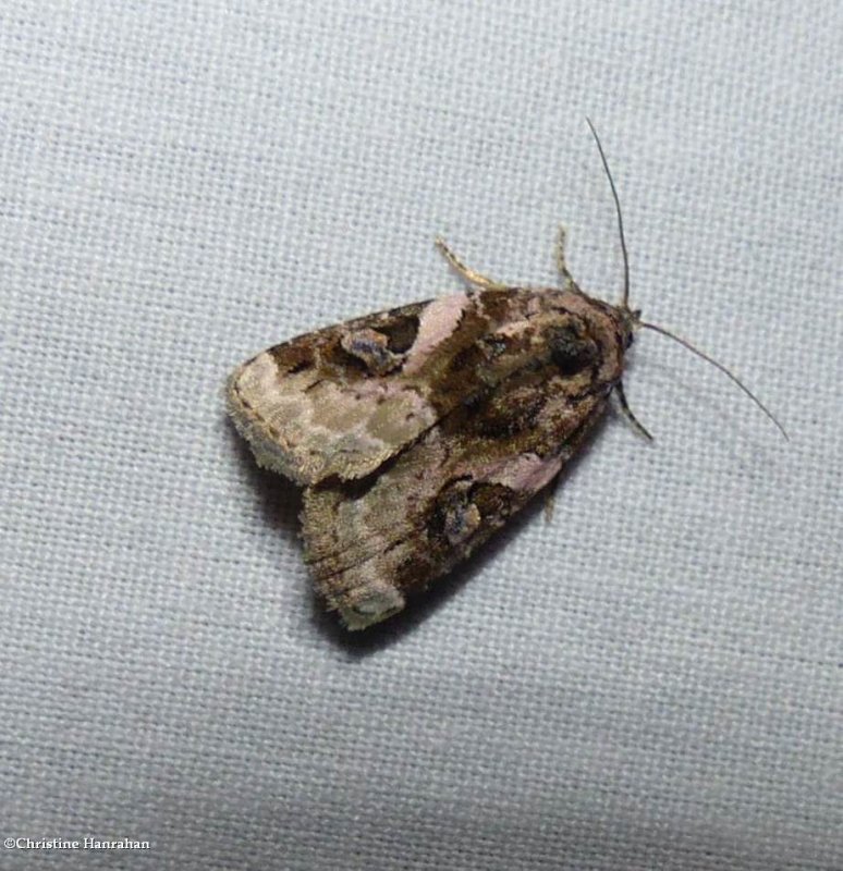 pink-barred pseudeustrotia moth (Pseudeustrotia carneola), #9053