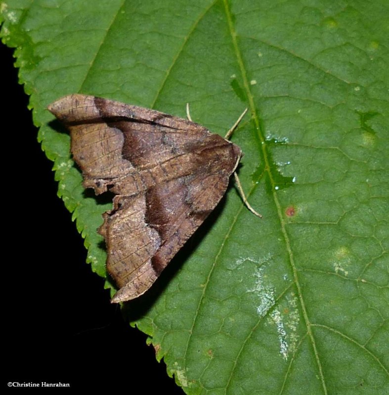 Hubners pero moth  (<em>Pero ancetaria</em> ?), #6748