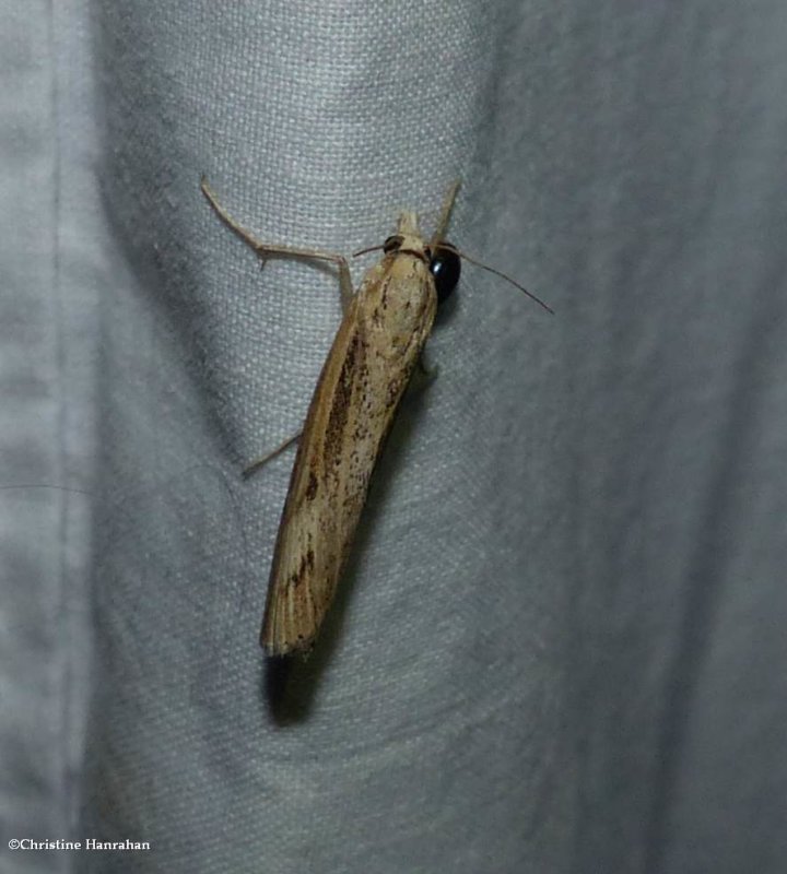 Sod webworm moth  (<em>Pediasia trisecta</em>), #5413