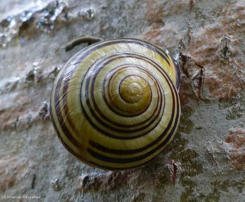 Grove Snail (Cepaea nemoralis)
