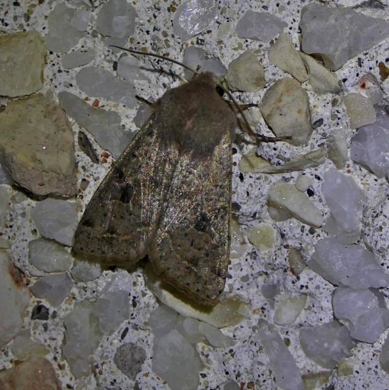 Gray quaker moth (Orthosia alurina), #10491