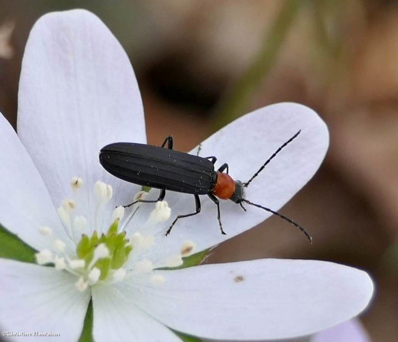 Red-necked false blister beetle (Asclera ruficollis)