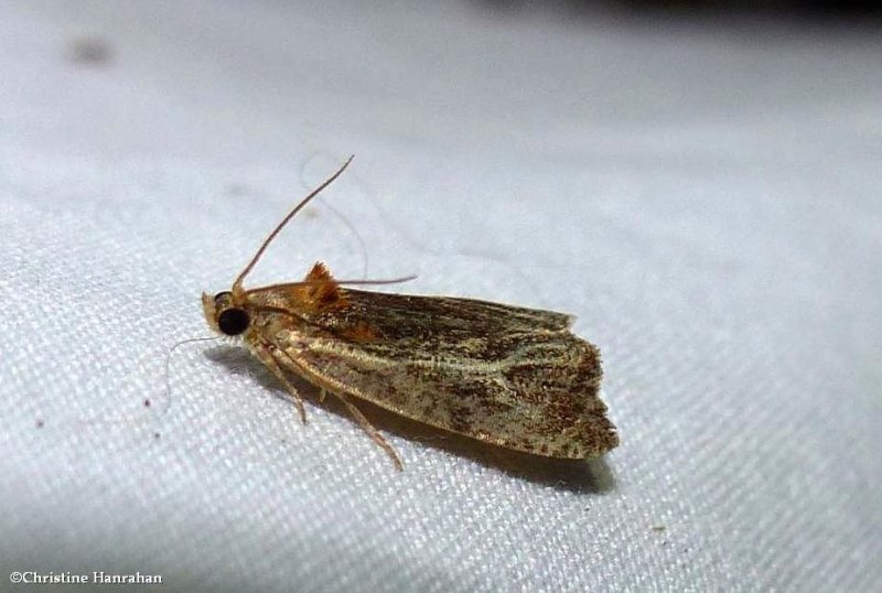 Tortricid moth (Olethreutes quadrifidum), #2794