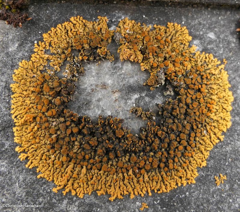 Foliose Lichen (Xanthoria parietina)?