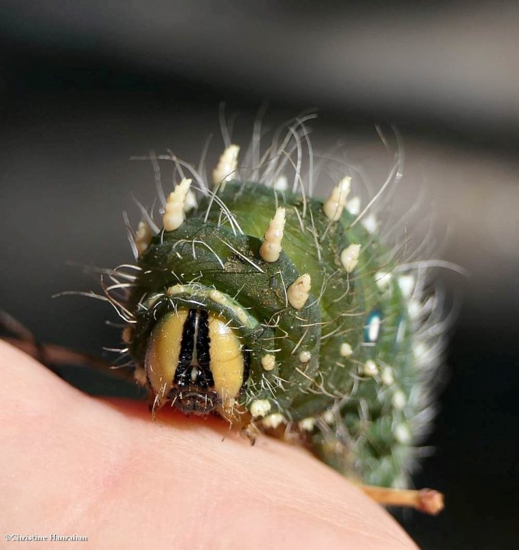 Pine Imperial moth (Eacles imperialis), #7704