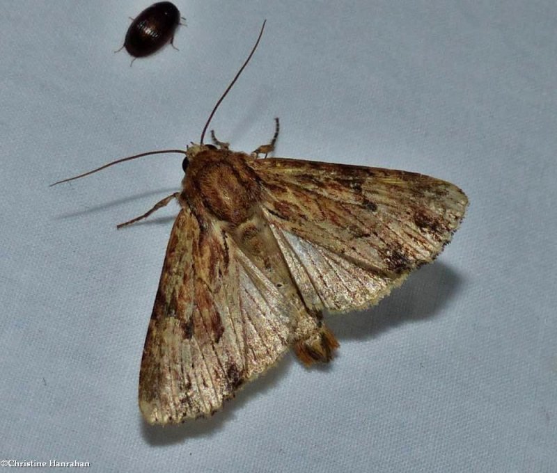 Wood-colored apamea moth  (Apamea lignicolora), #9333