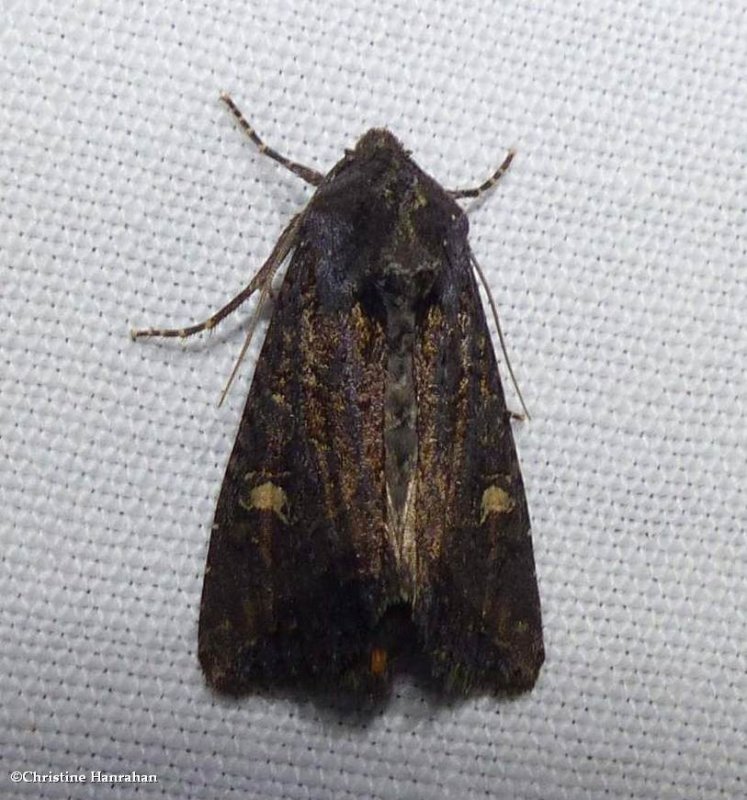 Noctuid moth (Helotropha reniformis), #9453