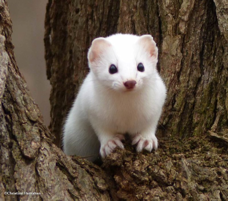 Short-tailed weasel