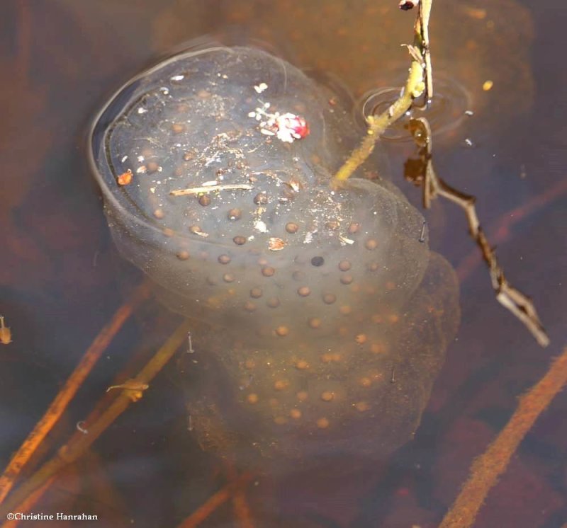 Salamander eggs (<em>Ambystoma</em> sp.