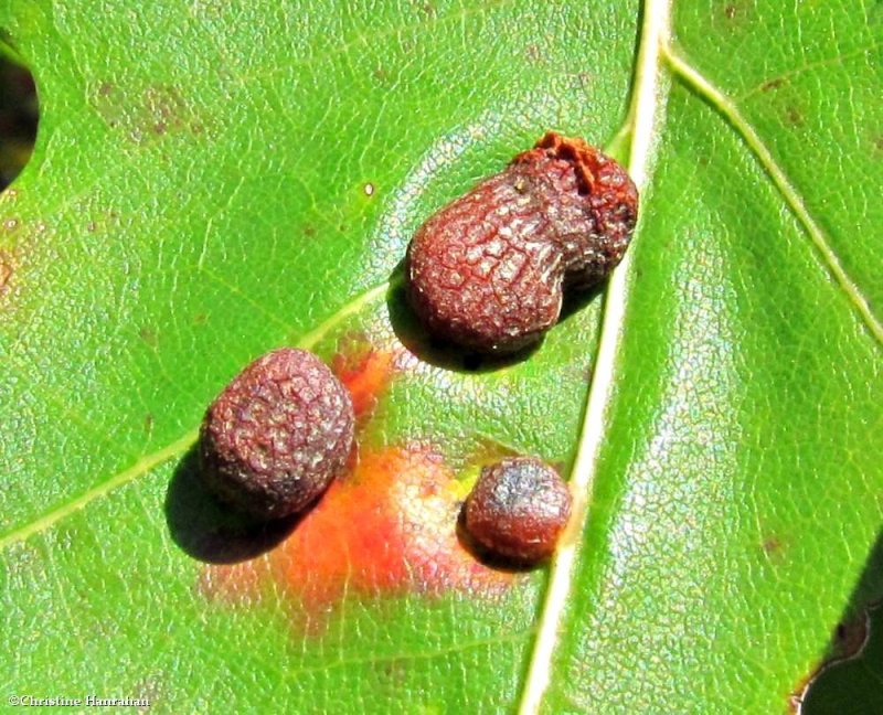 Galls on red oak made by Polystepha pilulae