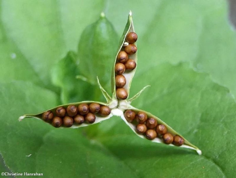 Violet seeds