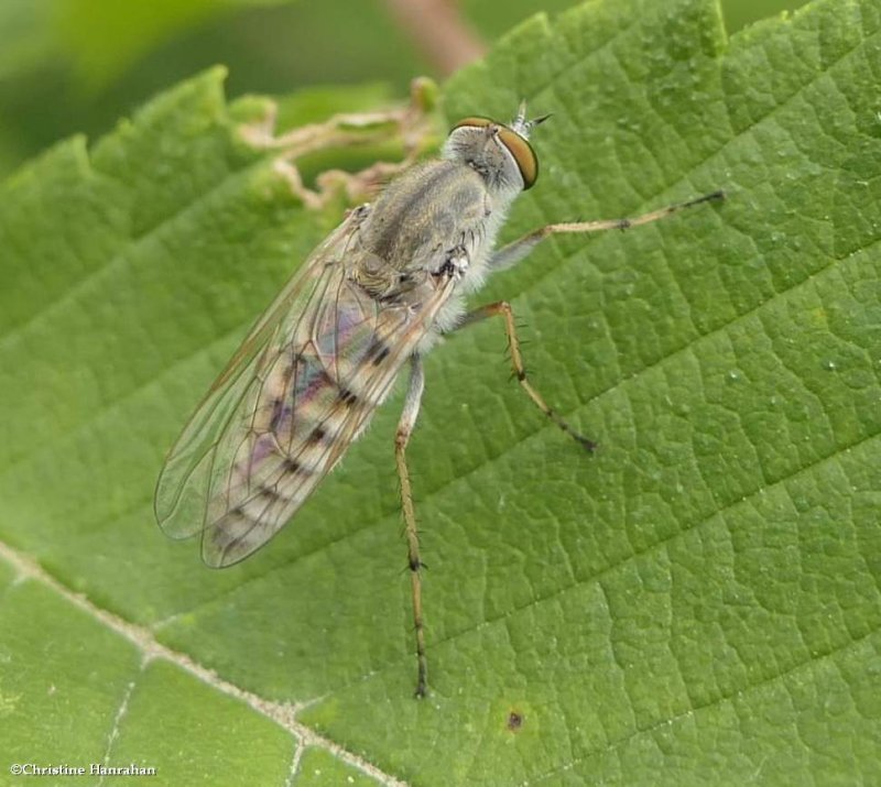 Stiletto Fly (Pandivirilia)
