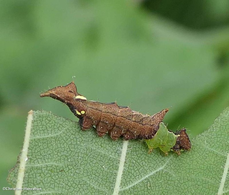 Unicorn prominent moth caterpillar (Schizura unicornis), #8007
