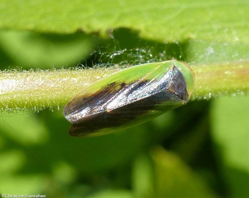 Leafhopper (Ponana pectoralis)
