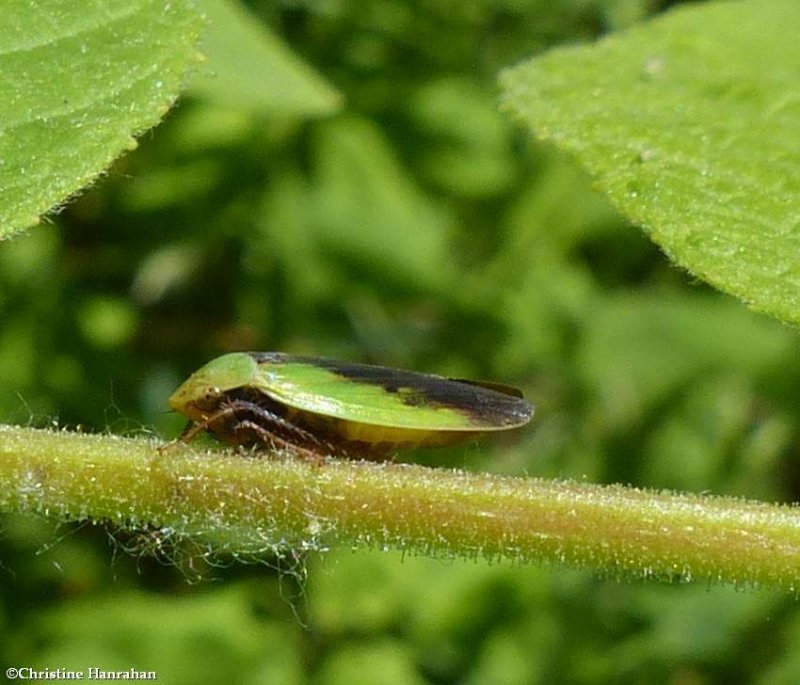 Leafhopper (Ponana pectoralis sp.)