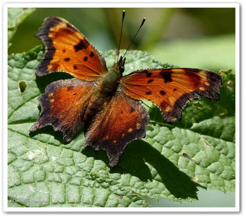 Gray comma butterfly  (Polygonia progne)