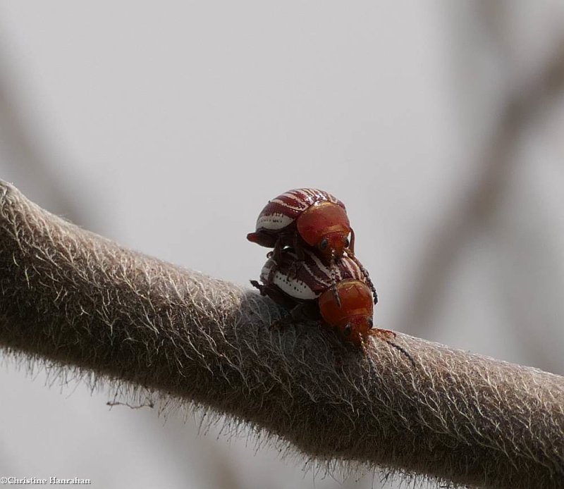 Sumac flea beetle  (Blepharida rhois)