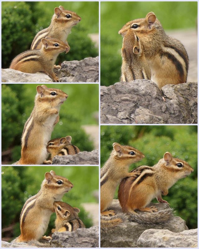 Chipmunks
