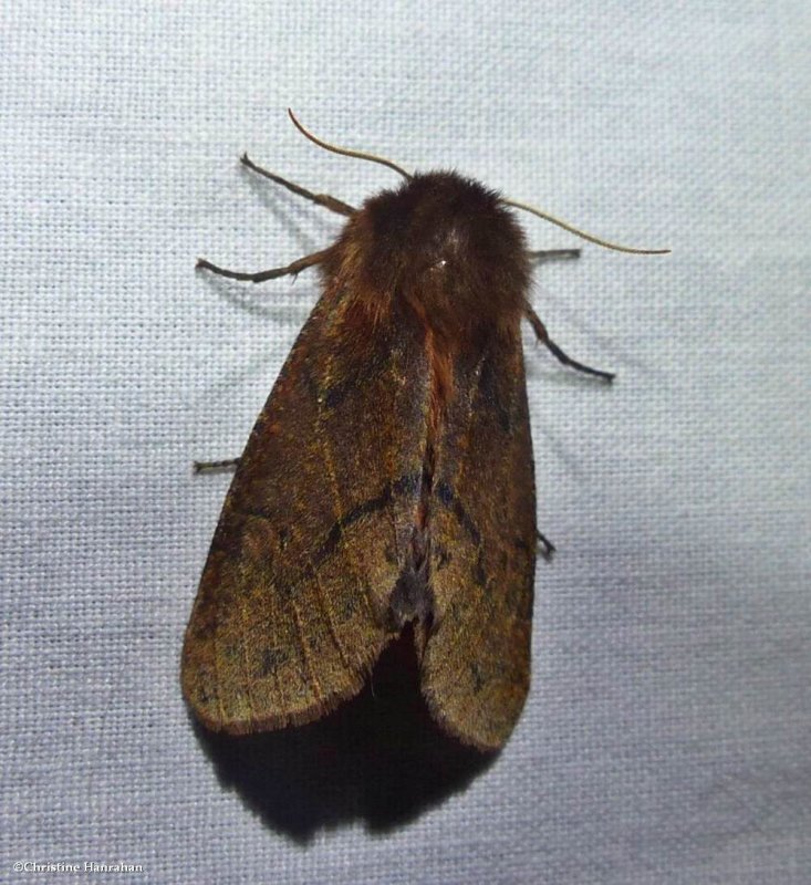 Large Ruby tiger moth (Phragmatobia assimilans), #8158
