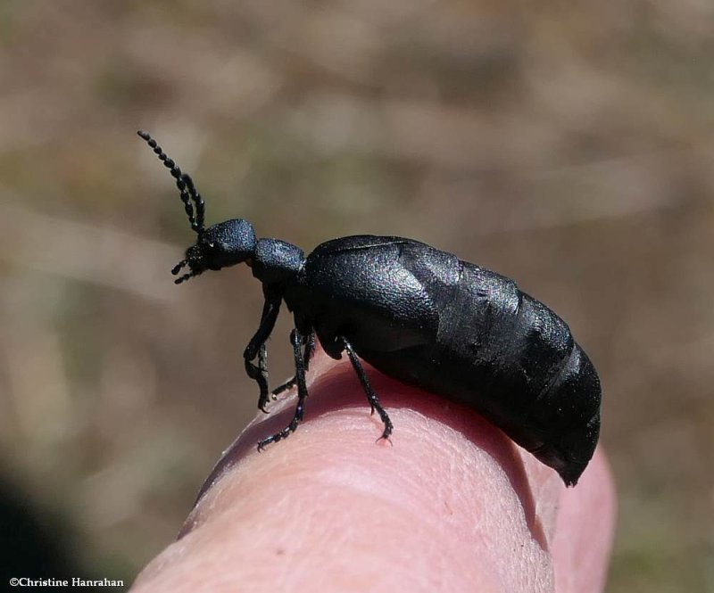Blister beetle (Meloe)