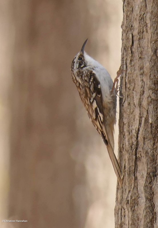 Brown creeper