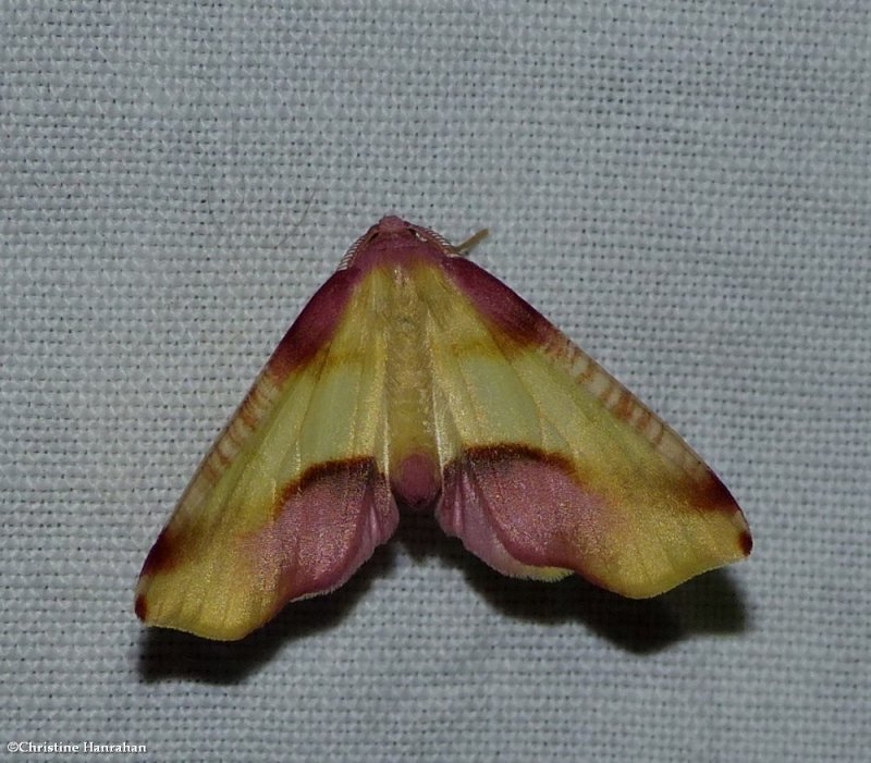 Lemon plagodis moth  (Plagodis serinaria),  #6840