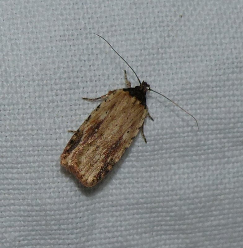 Twirler moth (Agonopterix atrodorsella), #0864