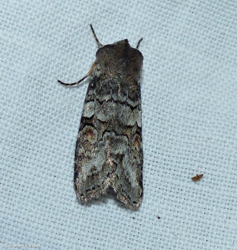 Alternate woodling moth  (Egira alternans),  #10517