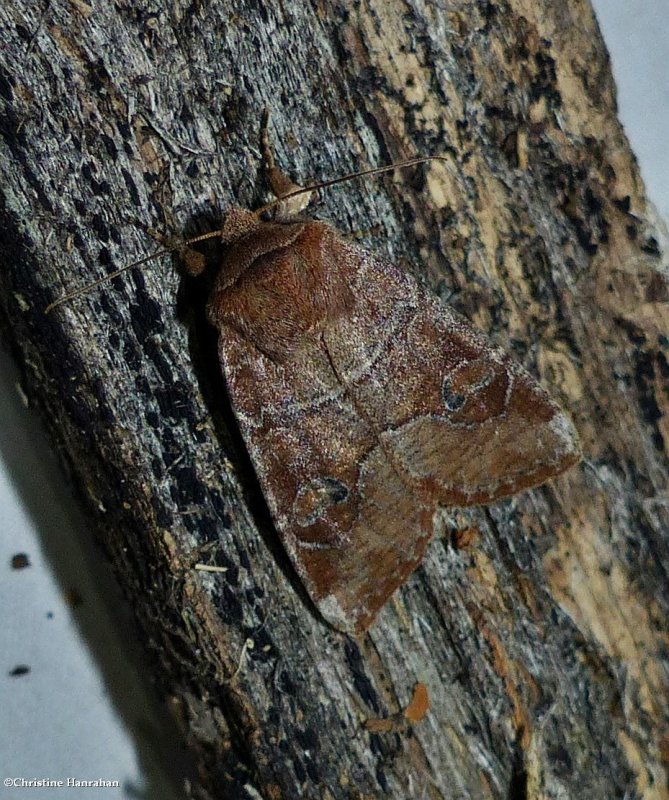 Norman's quaker moth (Crocigrapha normani),  #10501