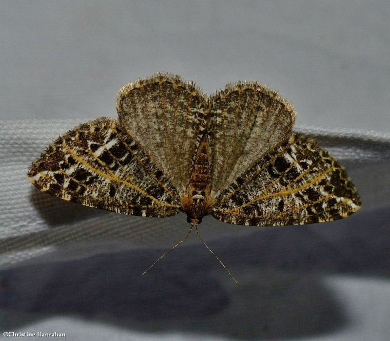 Yellow-veined geometer moth (<em>Orthofidonia flavivenata</em>),  #6430