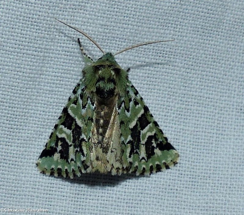 Comstock's sallow moth (Feralia comstocki),   #10008