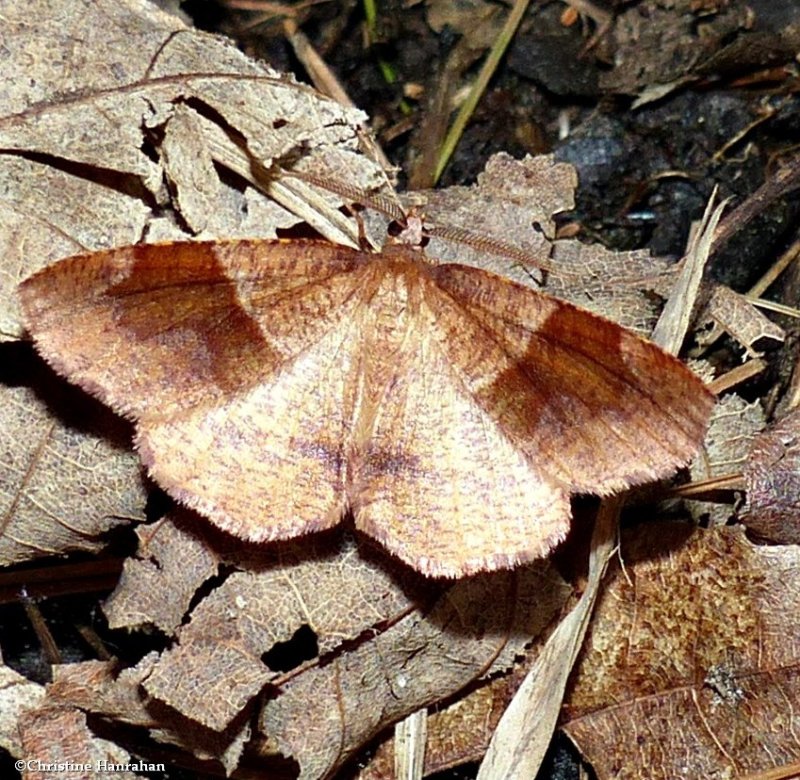 Barred umber moth  (Plagodis pulveraria), #6836