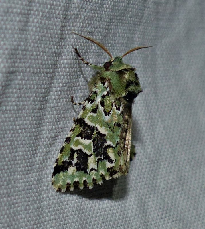 Comstock's sallow moth (Feralia comstocki),  #10008