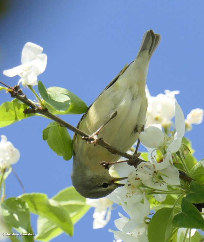 Tennessee warbler