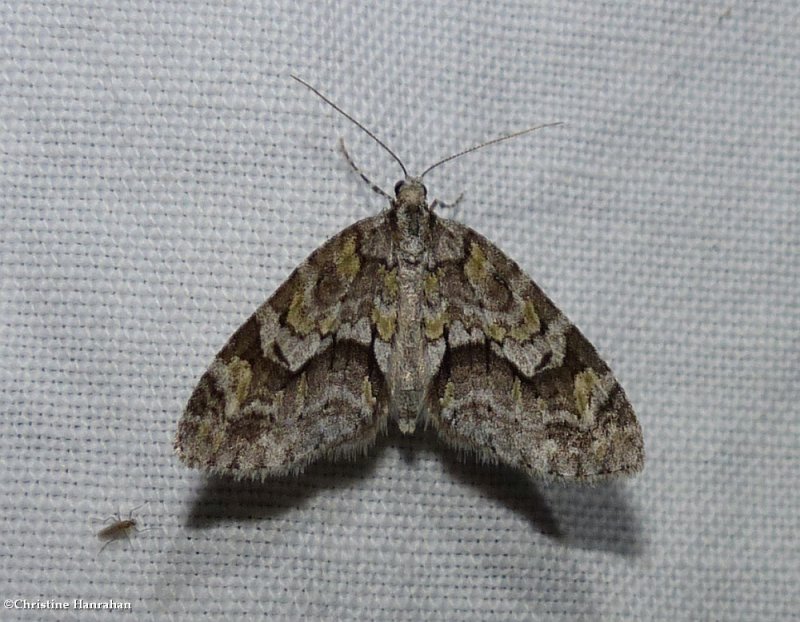 Mottled gray carpet moth  (Cladara limitaria), #7637