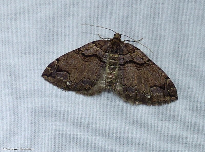 Variable carpet moth  (Anticlea vasiliata), #7329
